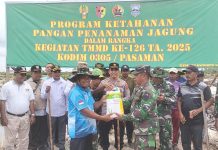 Personel Kodim 0305 Pasaman Dampingi Petani Tanam Jagung Dilahan Sawit KATIAGAN.