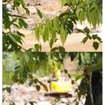 Aktivitas PETI diduo koto Rusak Lahan Warga, Alat berat eks Anggota DPRD Pasaman Barat diduga jadi Pemicu.