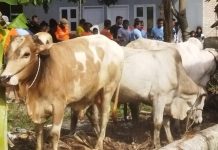 Antusiasme Tinggi Warga Kampung Baru-Tapus Kab.pasaman sambut Qurban dari Bank Nagari cabang Tapus.