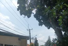 Pohon Tua Rentan Roboh,Warga Cilodong berharap DLHK KOTA DEPOK Melakukan pemangkasan pohon.