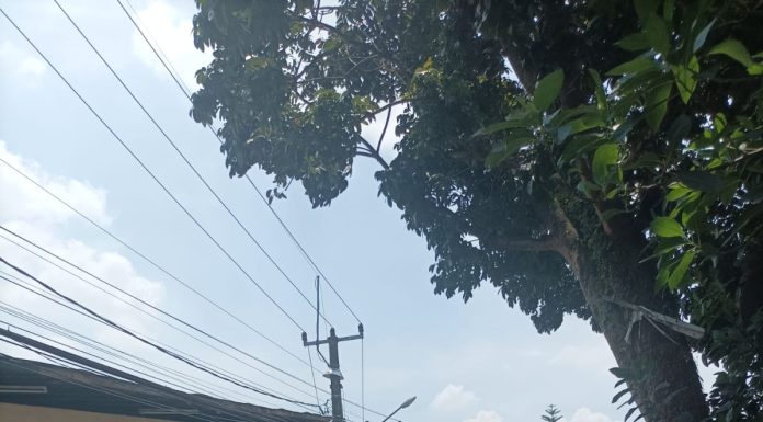 Pohon Tua Rentan Roboh,Warga Cilodong berharap DLHK KOTA DEPOK Melakukan pemangkasan pohon.